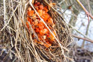 Wer hat die Beeren ins Nest gelegt? Mensch oder Vogel?