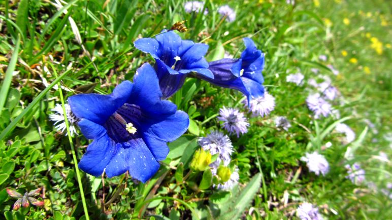 So blau blau blau blüht der Enzian am Geigelstein