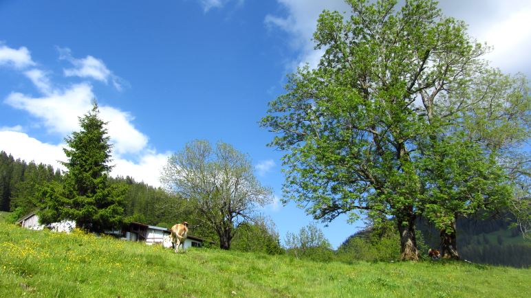 Auf dem Wiesenweg hinter der Talalm