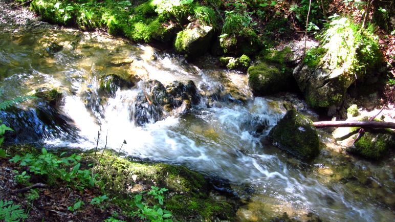 Der Weg führt entlang des Hachelbachs durch den Wald