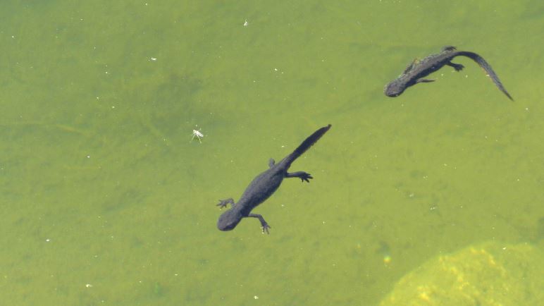 Pond-life im See an der Amberger Hütte