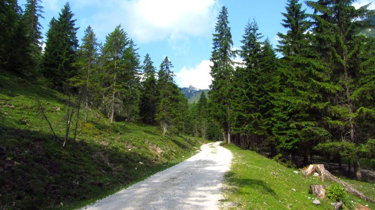 Der Weg zur Rontalalm führt unspektakulär über die Forststraße