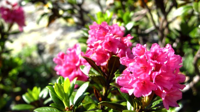 Nur ein Ausschnitt aus der Blumenpracht