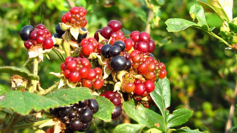 Was könnte leckerer sein als frisch gepflückte Brombeeren?