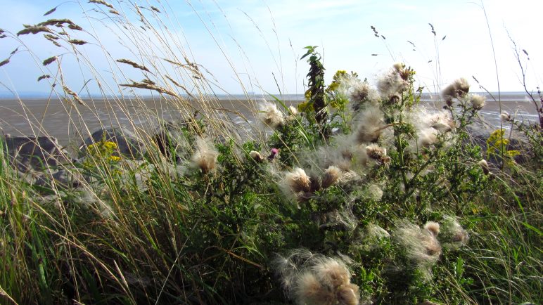 Deichblumen