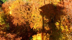Das gelb-orange Laub im herbstlichen Ebersberger Forst