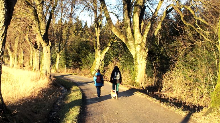Auf der Allee vom Forsthaus zum Waldparkplatz