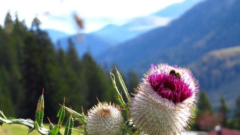 Alpenblumen auf dem Aufstiegsweg