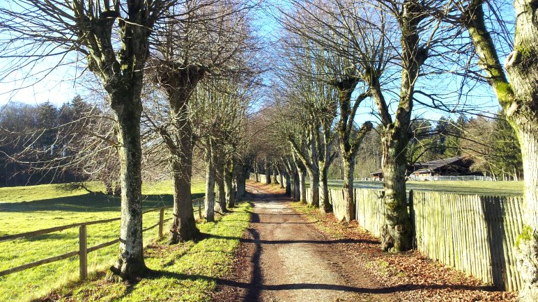 Schöne Allee auf dem Weg zur Ilkahöhe