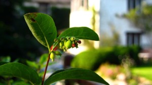 Im Garten von Beck Hall