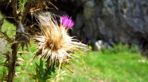 Eine Distel auf dem Weg