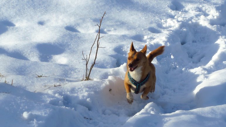 Blogartikel mit einem Hundefoto als Titelbild werden bis zu siebenmal häufiger verlinkt. *