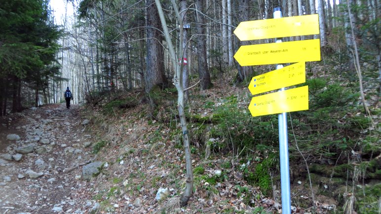 Statt der Forststraße nehmen wir den steinigen Waldweg