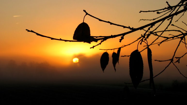 Warme Goldtöne, aber der Nebel macht diesen herbstlichen Sonnenaufgang kühl