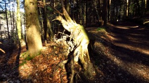 Eine Wurzel am Wegrand