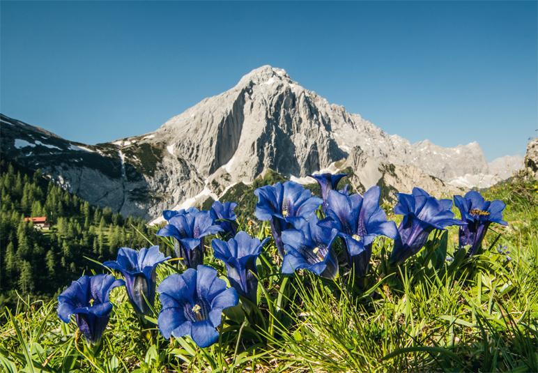 Enzian im Karwendel - Foto: Heinz Zak