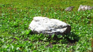 Glänzt da ein echter Silberklumpen in der Sonne?