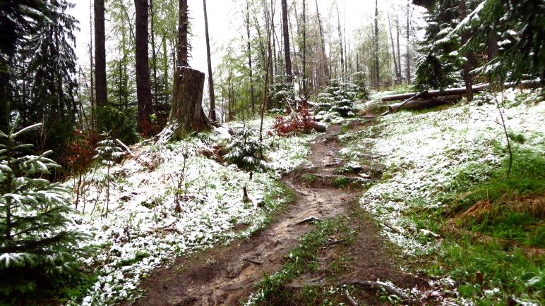 Der erste Schnee, die ersten Baumstümpfe