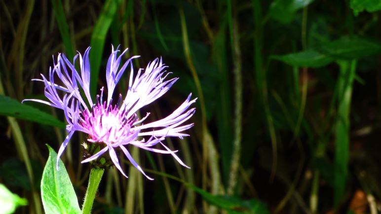 Eine Bergflockenblume am Wegrand