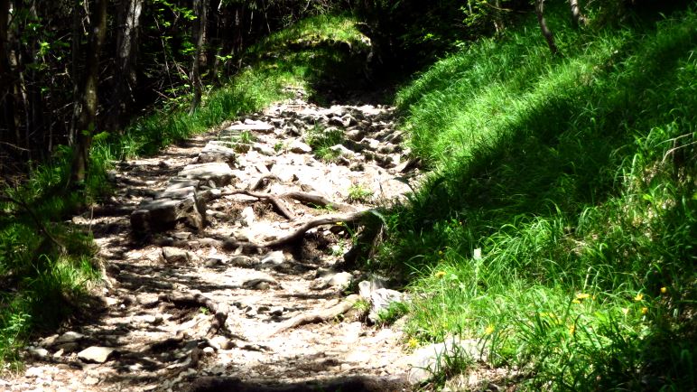 Den breiten Fahrweg kann man oft über schöne Bergsteige verlassen