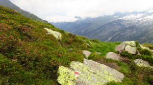 Mal wieder grün zwischen all dem Fels und Schnee