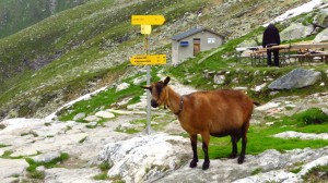 Eine der Hüttenziegen der Greizer Hütte