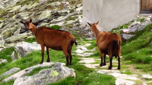 Die Hüttenziegen der Greizer Hütte