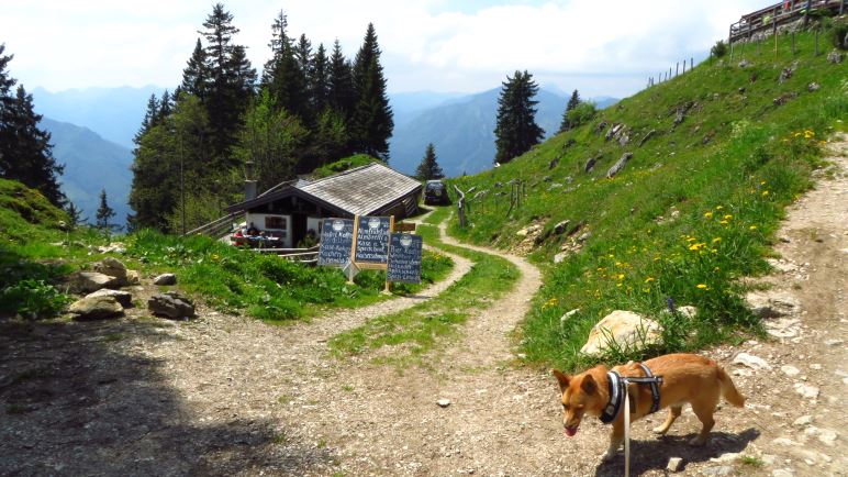 Die kleine Moar-Alm, oben sieht man schon die Enzianhütte. Vorne Berghund Mikki