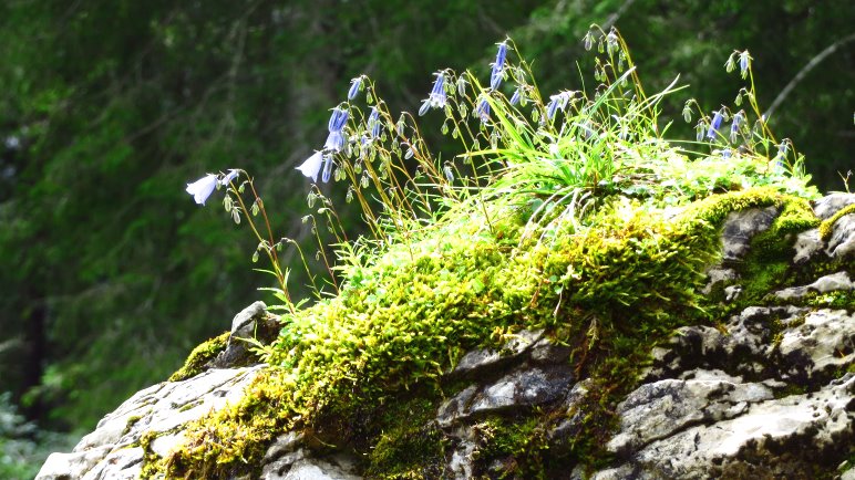 Blumen erobern einen Felsen im Wald