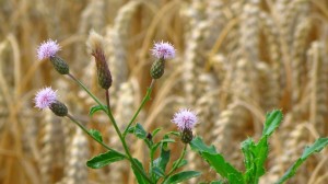 Auch wilde Blumen wachsen im Kornkreis