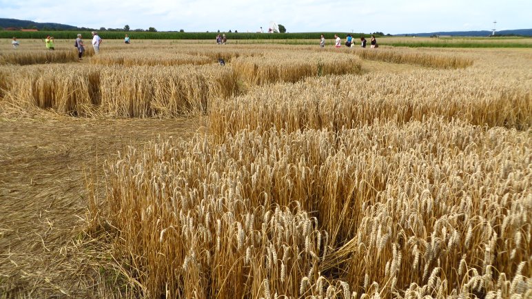 Im Kornkreis, mit Blick auf den Ort Raisting