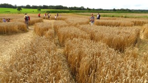 Verschiedene schmale Wege durchziehen den Kornkreis