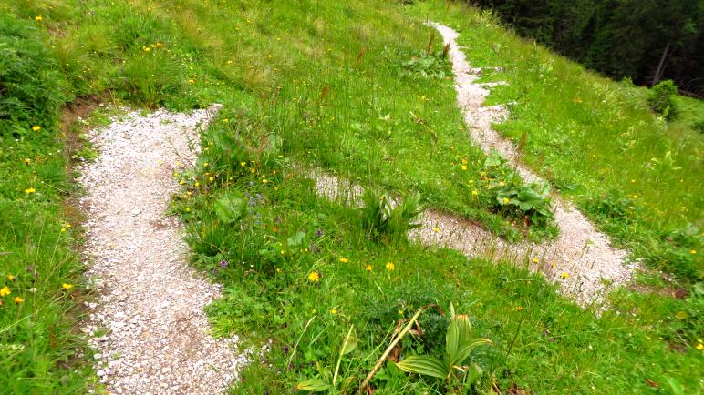 Der Wiesenweg von der Strindenalpe hinunter Richtung Haldensee