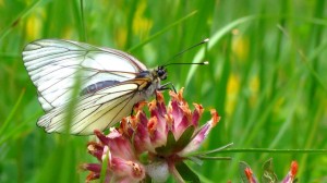 Ein Schmetterling an der Malga Vil