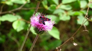 Noch ein Schmetterling! Schick, im kurzen Schwarzen mit roten Punkten