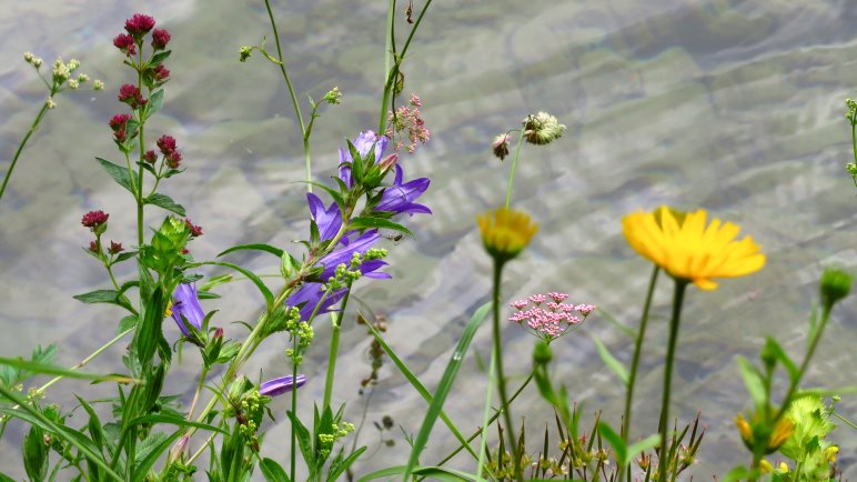 Uferpflanzen am Vilsalpsee