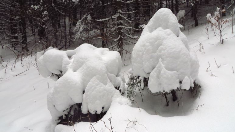 Sehen aus wie Riesenpilze: Schneebedeckte Bäumchen im Wald