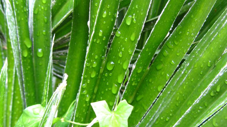 Regen am Gardasee? Besonders in den Oster- und Pfingstferien sollte man auch mit Regentagen rechnen.