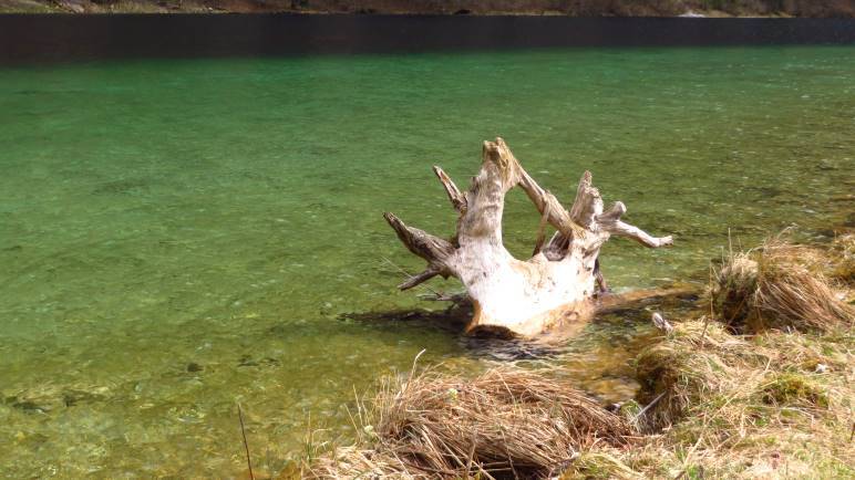 Eine schöne Wurzel im grünen Königssee