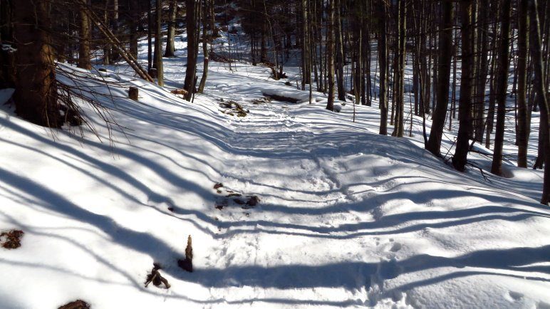 Schattenspiele auf dem verschneiten Waldweg