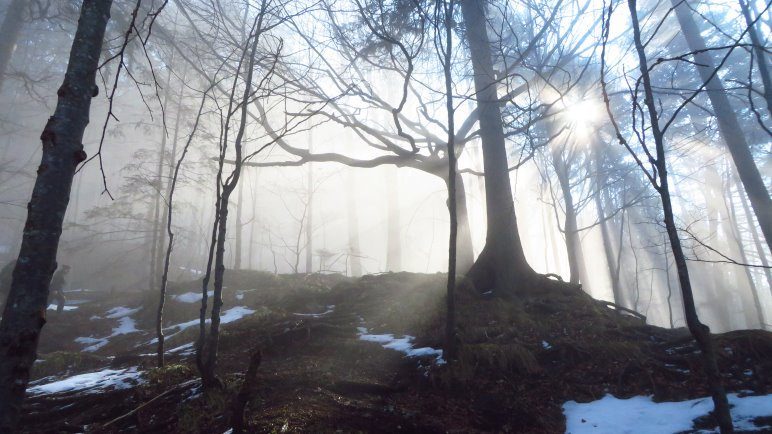 Sonnenstrahlen im Wald. Jetzt sind wir fast aus dem Nebel heraus