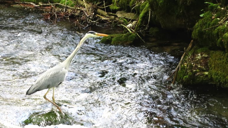 Der Fischreiher auf Beutejagd. Kalte Füsse scheinen kein Problem für ihn zu sein