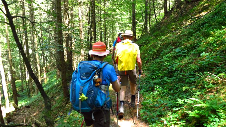 Waldwanderung im Lattengebirge auf schmalen Pfaden