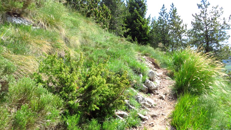 Ein schöner Bergsteig führt auf den Monte Altissimo. Hier noch im bewaldeten Gebiet