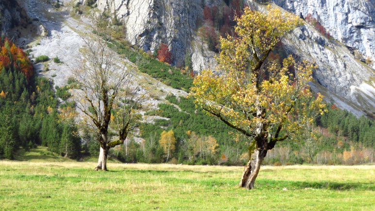 Bergahorne im Großen Ahornboden vor den Felswänden des Gamsjoch