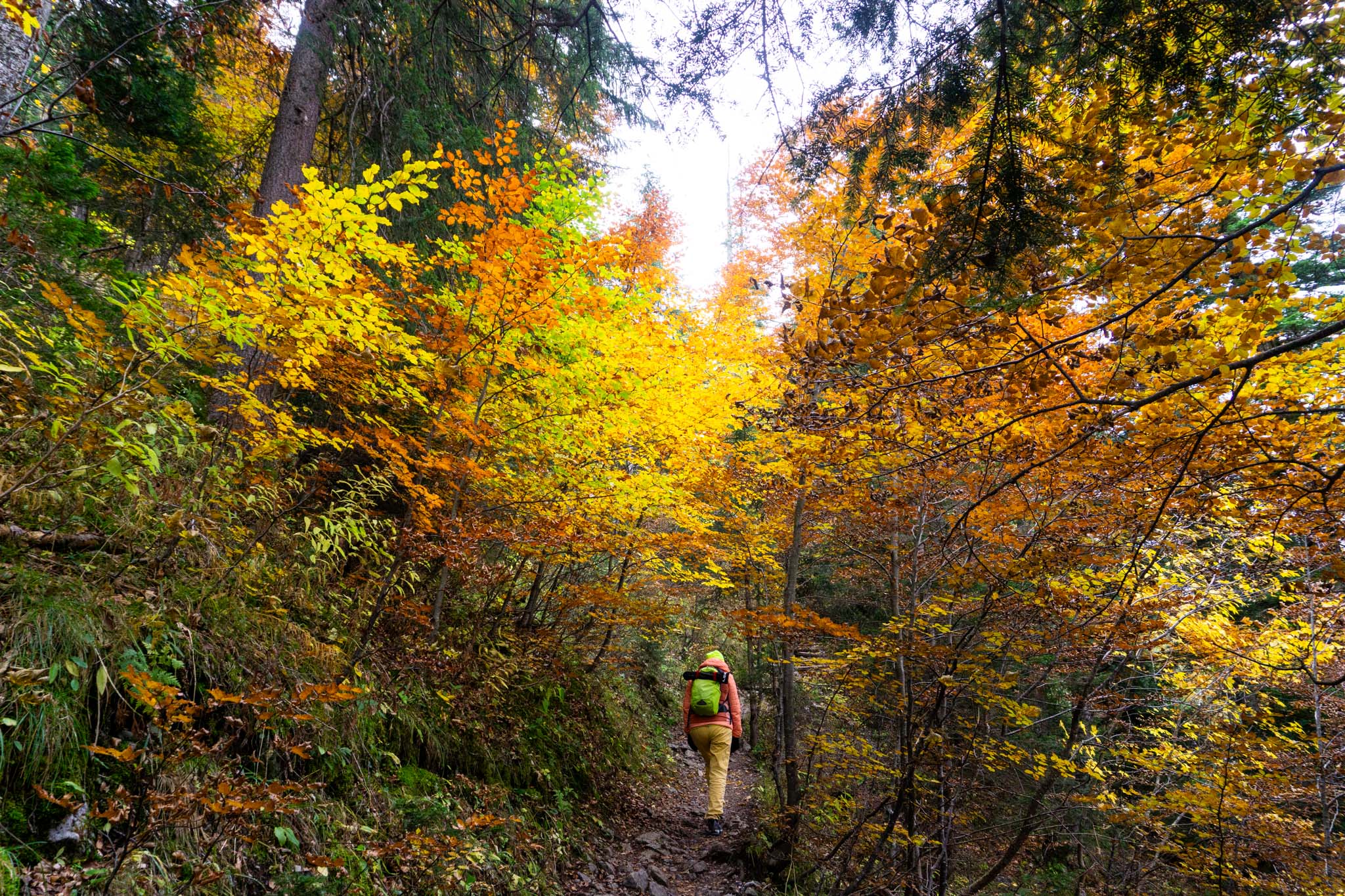 Großer Auftritt des Herbstlaubs