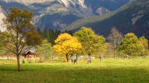 Herbstlich gefärbte Bäume an den Engalmen