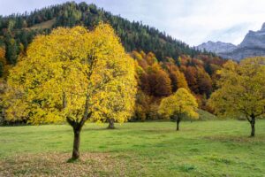 Herbstlich gefärbte Bäume an den Engalmen