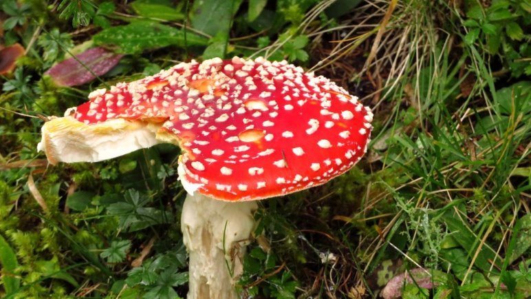 Ein unverhoffter Fund auf einer Wanderung durch den Herbstwald - ein Fliegenpilz