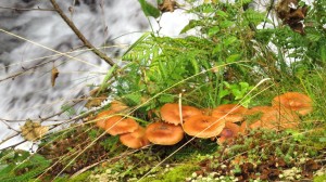 Eine Gruppe kleiner brauner Pilze am Bach